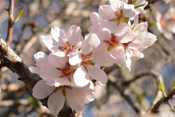 Flor del almendro recien nacidas