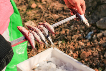 Preparing sardines on a spit in Southern Spain