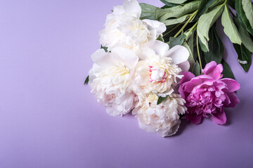 Peonies on  violet background. Floral background.