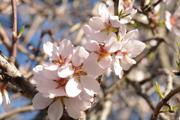 Flor del almendro recien nacidas