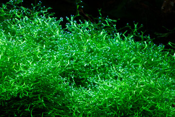 Riccia fluitans aquatic plants, macro view