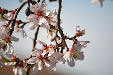 Flor del almendro recien nacidas