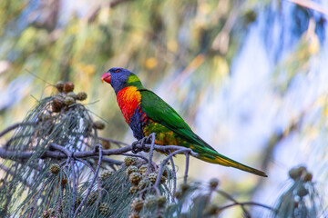 Rainbow Lorikeet on Magnetic Island in Queensland, Australia