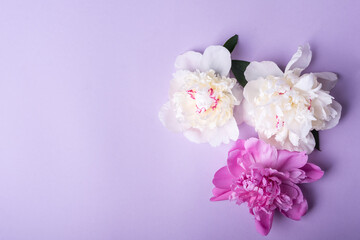 Fototapeta na wymiar Peonies on violet background. Floral background.