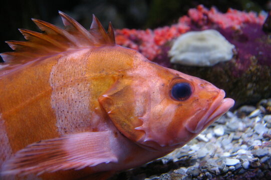 Close up view of Redbanded rockfish (Sebastes babcocki)