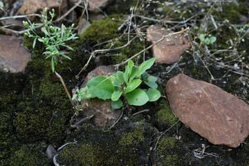 macro photography of plants in the forest