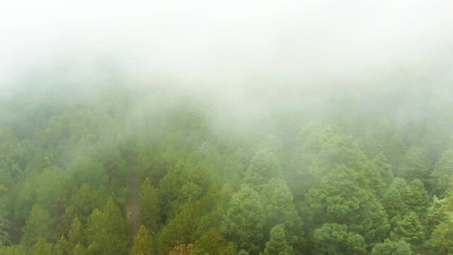 Nevado de Colima. Volando a trav&eacute;s de la niebla en el bosque.  M&eacute;xico