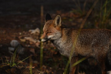 Zorro (vulpes vulpes) con mirada fija y fondo otoñal