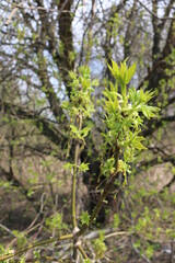 small green leaves on the branches spring