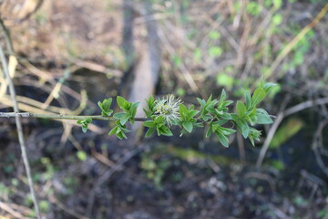 small green leaves on the branches spring