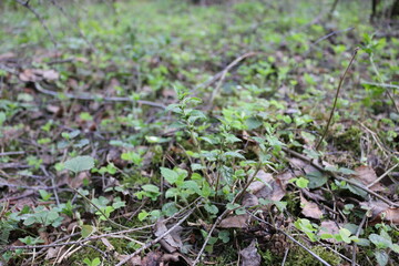 macro photography of plants in the forest