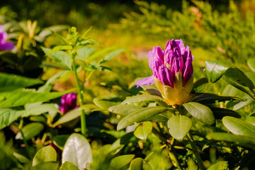 Fototapeta premium The beginning of flowering buds on the bushes of Rhododendron in warm spring days.Spring flowering. Close-up on the petals of a pink-purple rhododendron flower.