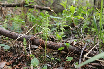 macro photography of plants in the forest
