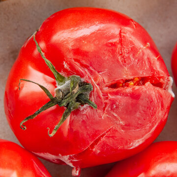 Rotten moldy smashed red tomato top view. Fresh vegetable with desease