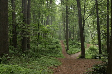 forest in summer after rain