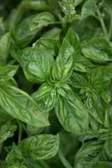Fresh cooking ingredients growing in the kitchen garden. Closeup view of basil, Ocimum basilicum, green leaves growing in the orchard.