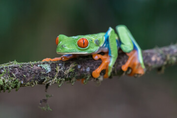 Red-eyed treefrog (agalychnis callidryas) sitting on a branch - Powered by Adobe