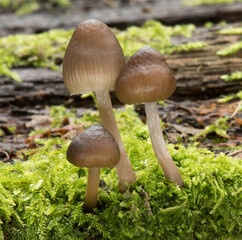 Mushrooms in the forest