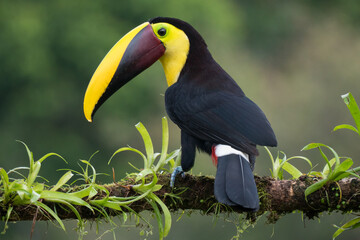 Black-mandibled toucan (Ramphastos ambiguus) sitting on a branch in Boca Tapada, Costa Rica