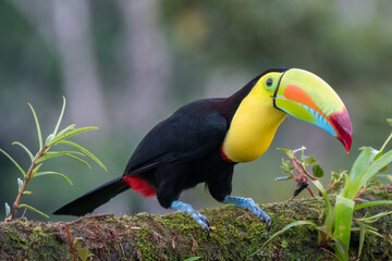 Keel-billed Toucan (Ramphastos sulfuratus) sitting on a branch in Boca Tapada, Costa Rica © NadineOtt