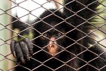 Monkey in a cage, showing sadness.