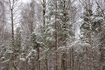 Winter landscape. Fresh clean fluffy snow on tree branches in a forest park. Cold snowy winter weather. Beautiful snow-covered trees. Natural background.