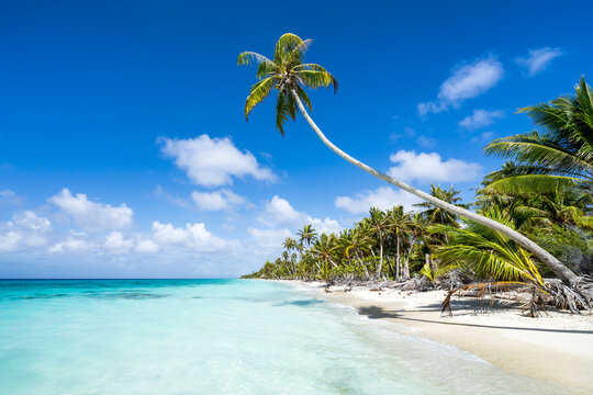 Beautiful tropical beach with hanging palm tree
