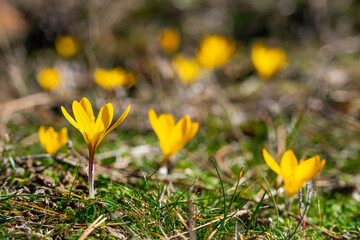 crocuses bloom early and enter spring early when the weather warms up