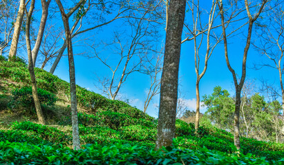 tree in tea garden