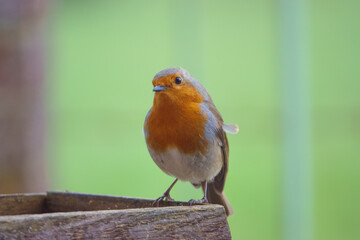 close up of a robin red breast on a wooden bird feeder table in the afternoon sunshine