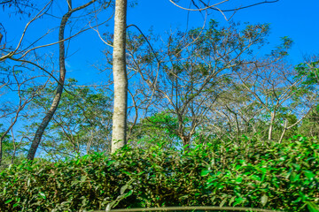 Fototapeta premium tree in tea garden