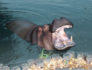 hippopotamus in water