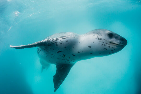 A curious male leopard seal (Hydrurga leptonyx), underwater at Monroe Island, South Orkney Islands
