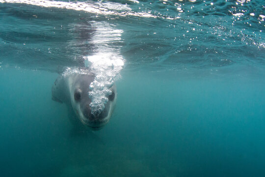 A curious male leopard seal (Hydrurga leptonyx), underwater at Monroe Island, South Orkney Islands