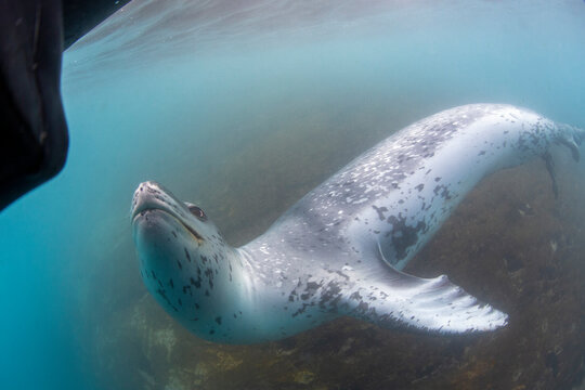 A curious male leopard seal (Hydrurga leptonyx), underwater at Monroe Island, South Orkney Islands