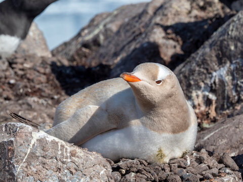 A leucistic gentoo penguin (Pygoscelis papua), showing lack of melanin nesting at the Chilean Base Gonzalez Videla
