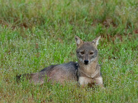 An adult Sri Lankan jackal (Canis aureus naria), Wilpattu National Park, Sri Lanka