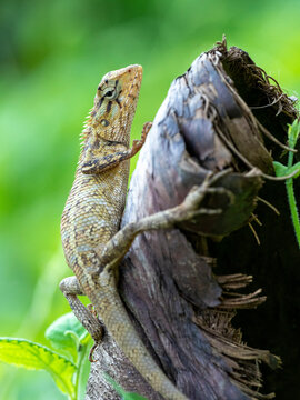 An adult Eastern garden lizard (Calotes versicolor versicolor), in the Kalpitiya Peninsula, Sri Lanka