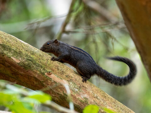 An adult Layard's striped squirrel (Funambulus layardi), in the Sinharaja Rainforest Reserve, Sri Lanka