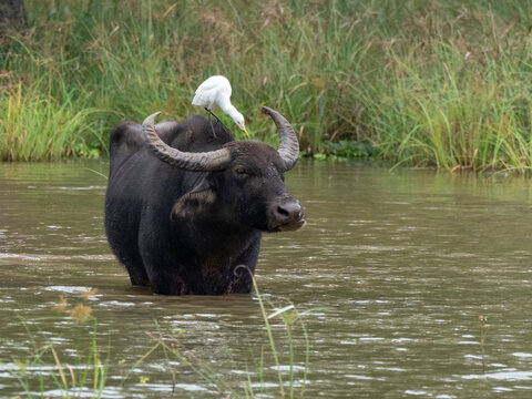 An adult water buffalo (Bubalus bubalis), seeks relief from the heat, Yala National Park, Sri Lanka