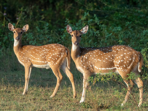 A pair of female Sri Lankan axis deer (Axis axis ceylonensis), Yala National Park, Sri Lanka