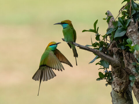 A pair of adult little green bee-eaters (Merops orientalis), perched on a tree, Wilpattu National Park, Sri Lanka