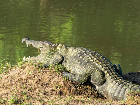 An adult mugger crocodile (Crocodylus palustris), basking in the sun, Yala National Park, Sri Lanka