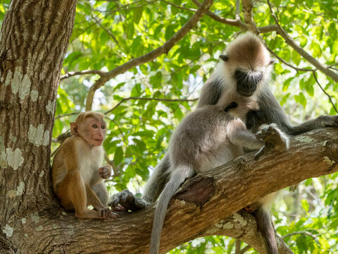 A mother and infant tufted gray langur (Semnopithecus priam) with a toque macaque in Polonnaruwa, Sri Lanka