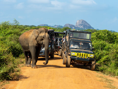 An adult Asian elephant (Elephas maximus), with safari vehicles, Yala National Park, Sri Lanka