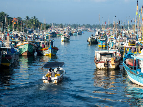 The fishing fleet at harbor near the Negombo fish market, Negombo, Sri Lanka