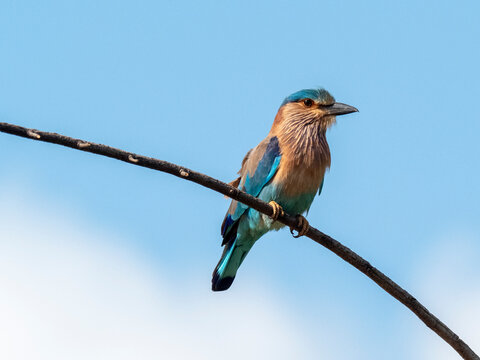 An adult Indian roller (Coracias benghalensis), perched in a tree, Yala National Park, Sri Lanka
