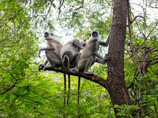 Tufted gray langurs (Semnopithecus priam), grooming each other in Polonnaruwa, Sri Lanka
