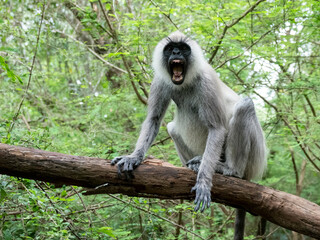 A tufted gray langur (Semnopithecus priam) showing a threat display in Polonnaruwa, Sri Lanka