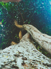 Camino junto al aire y la naturaleza.